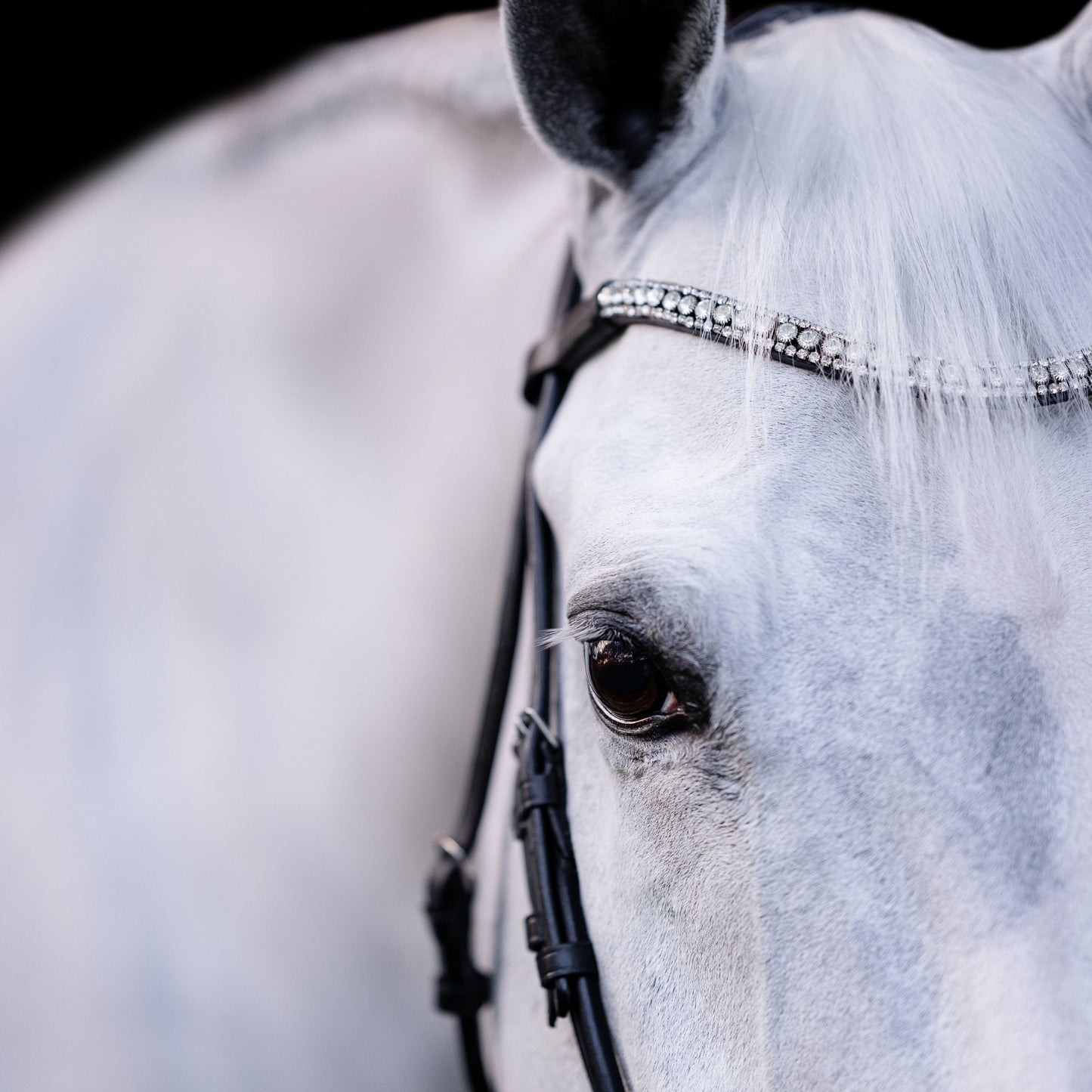 Lumiere Amie Hanoverian Rolled Leather Bridle - EQ Saddlery