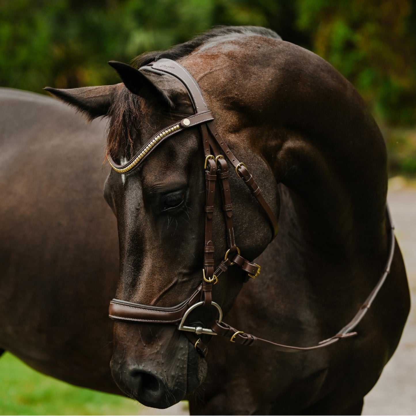 Lumiere Dallas Anatomic Bridle