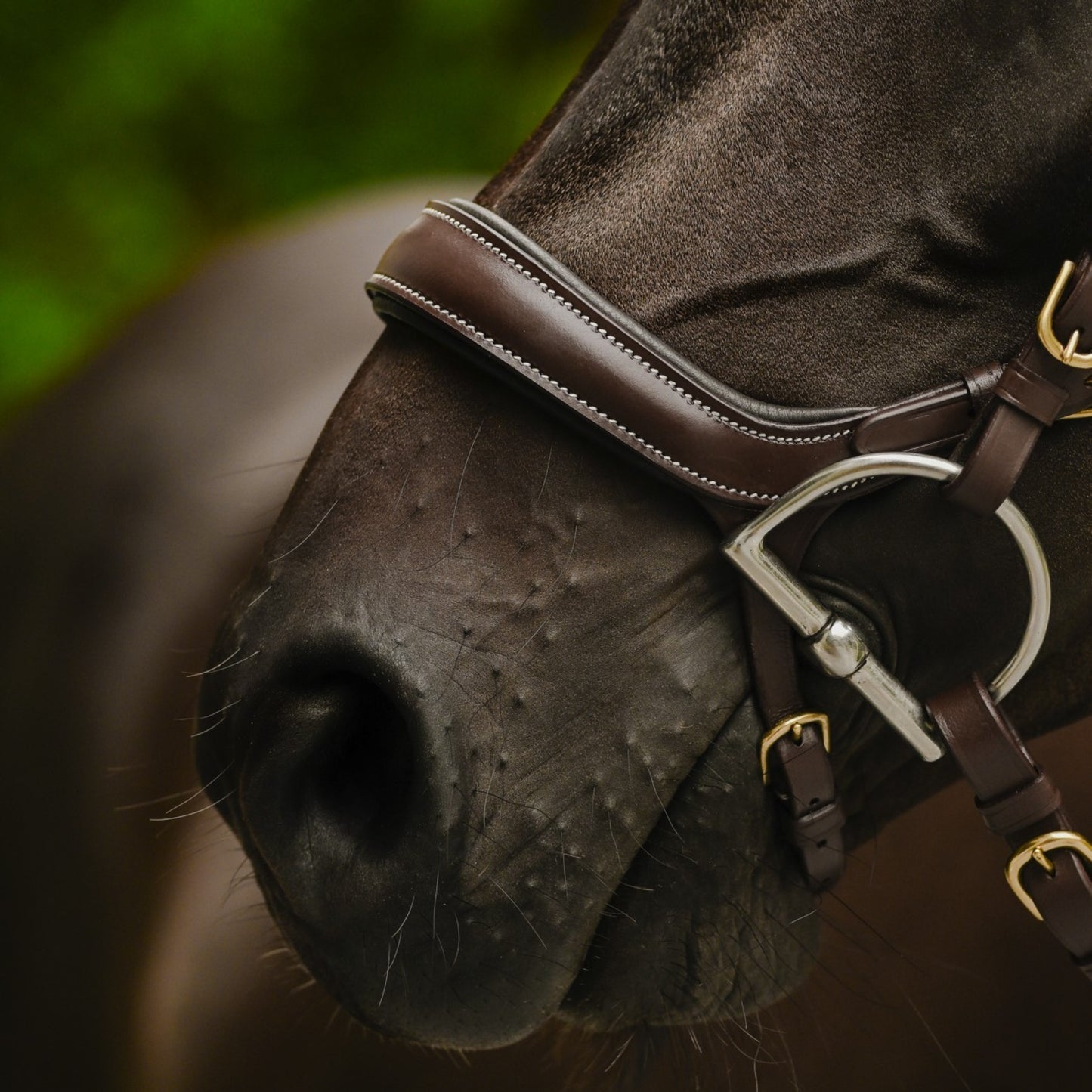Lumiere Dallas Anatomic Bridle