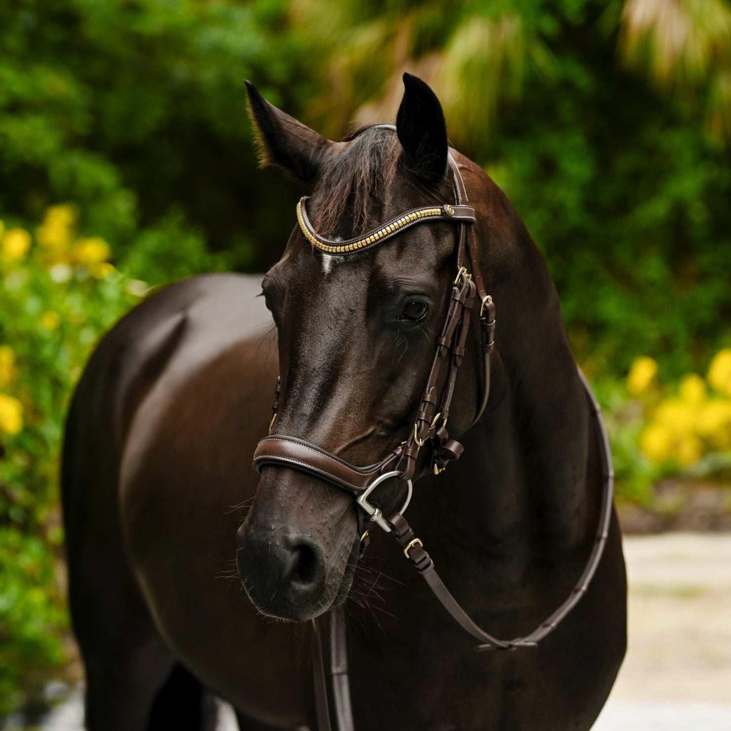 Lumiere Dallas Anatomic Bridle