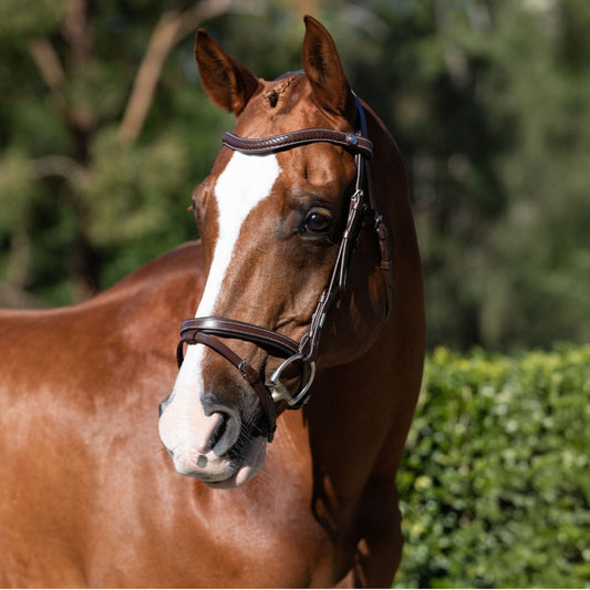 Lumiere Delaney Hanoverian Bridle - EQ Saddlery