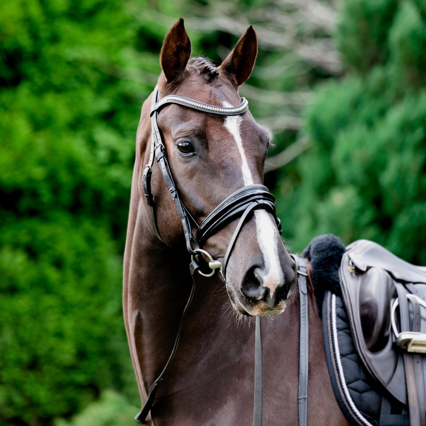 Lumiere Melodie Hanoverian Patent Leather Bridle