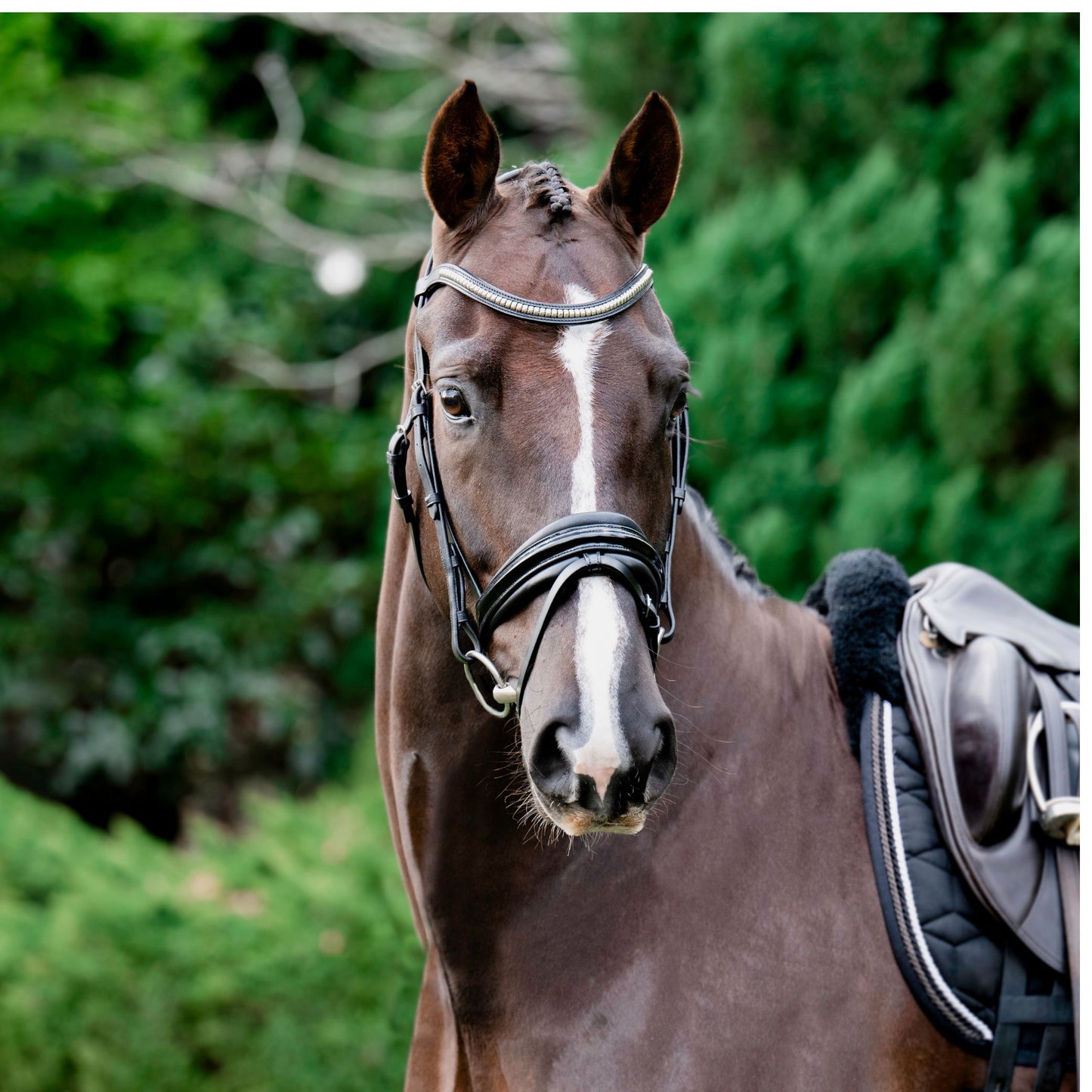 Lumiere Melodie Hanoverian Patent Leather Bridle