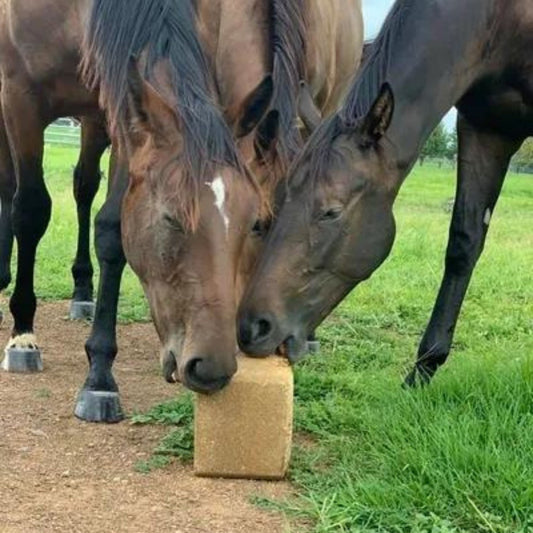 MTB Equine TopLix No 1 - EQ Saddlery