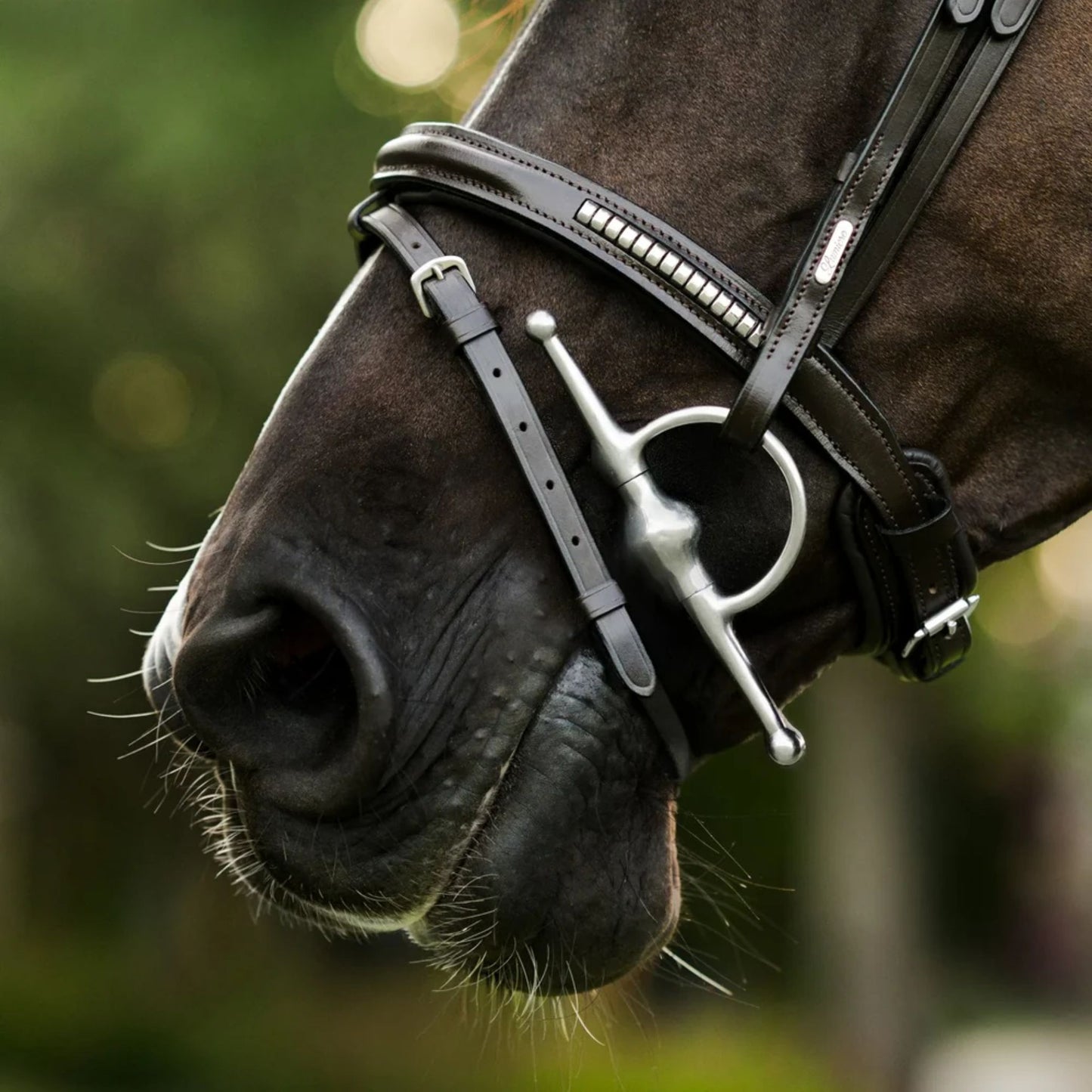 Lumiere Perseus Convertible Bridle