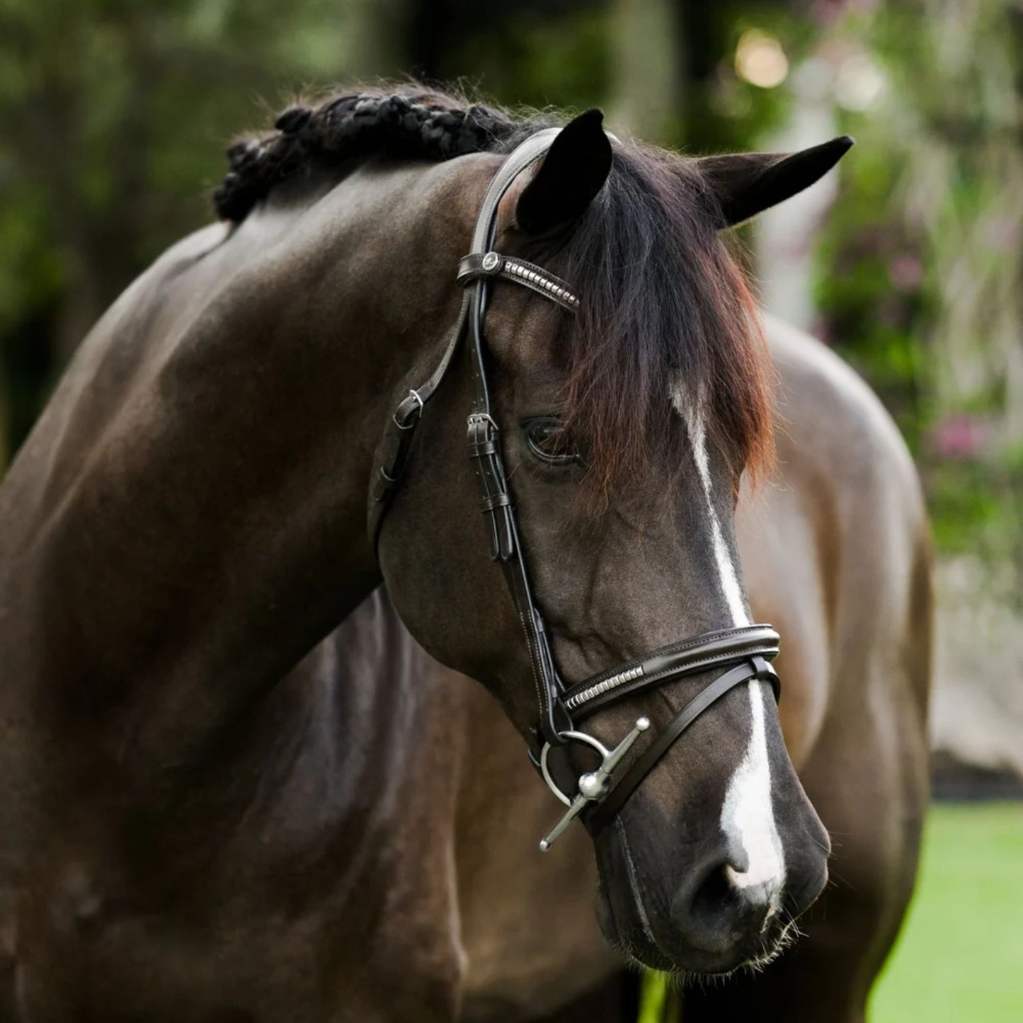 Lumiere Perseus Convertible Bridle