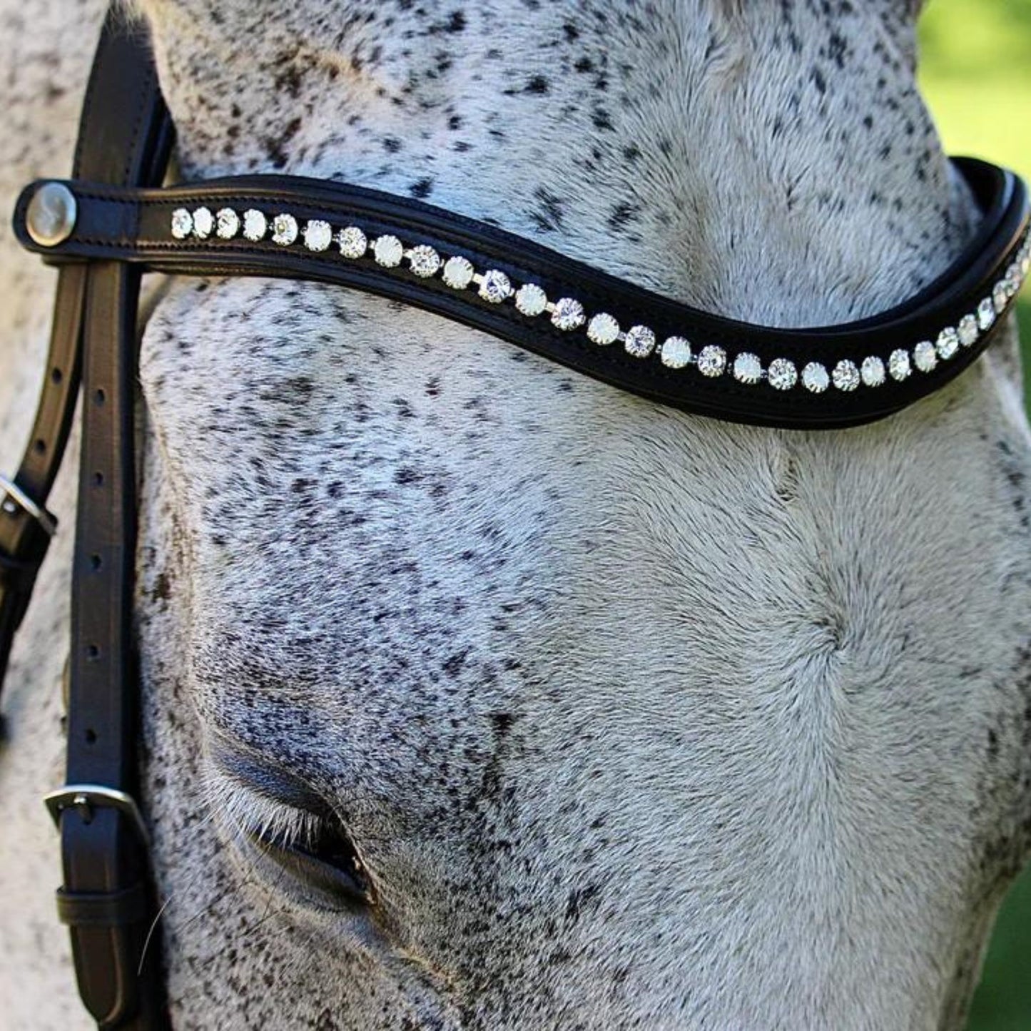 Saddle Co Browband