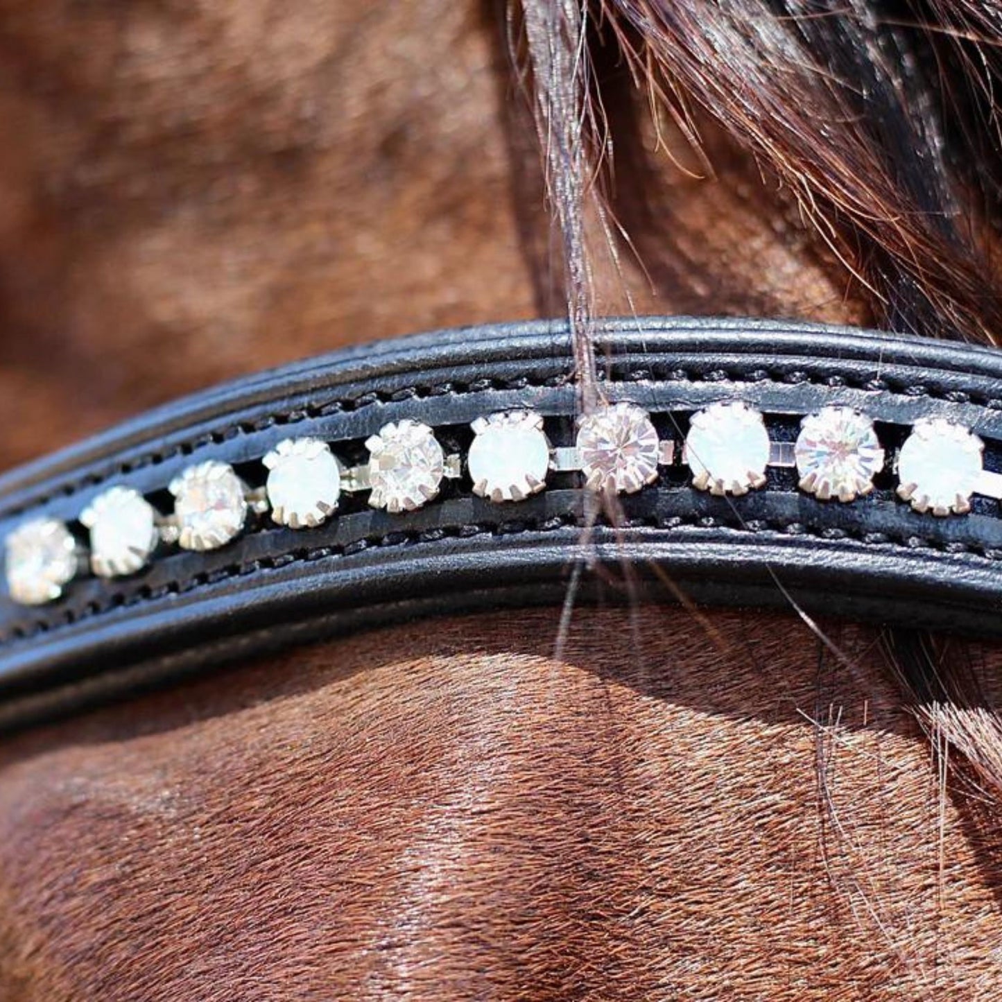 Saddle Co Browband