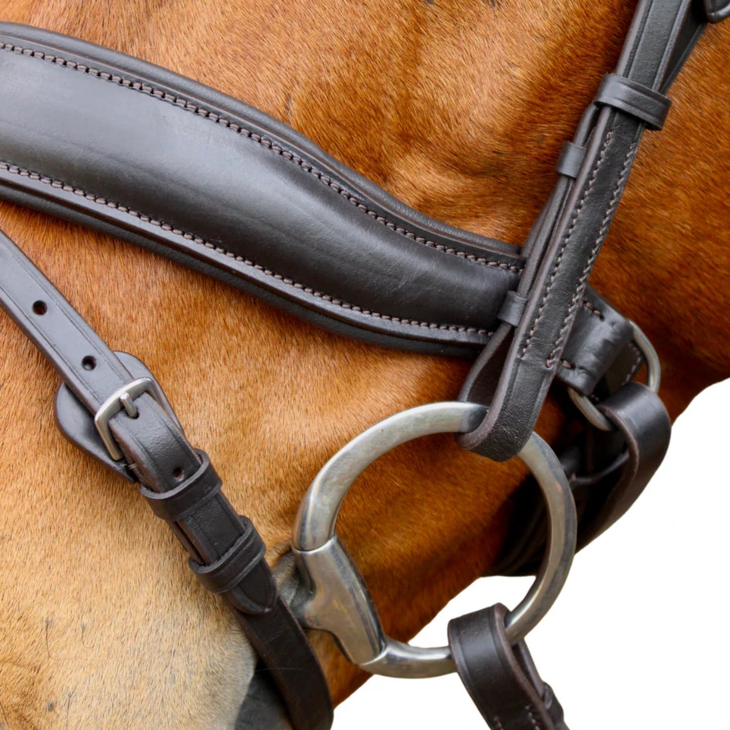 Saddle Co Star Hanoverian Bridle w Reins