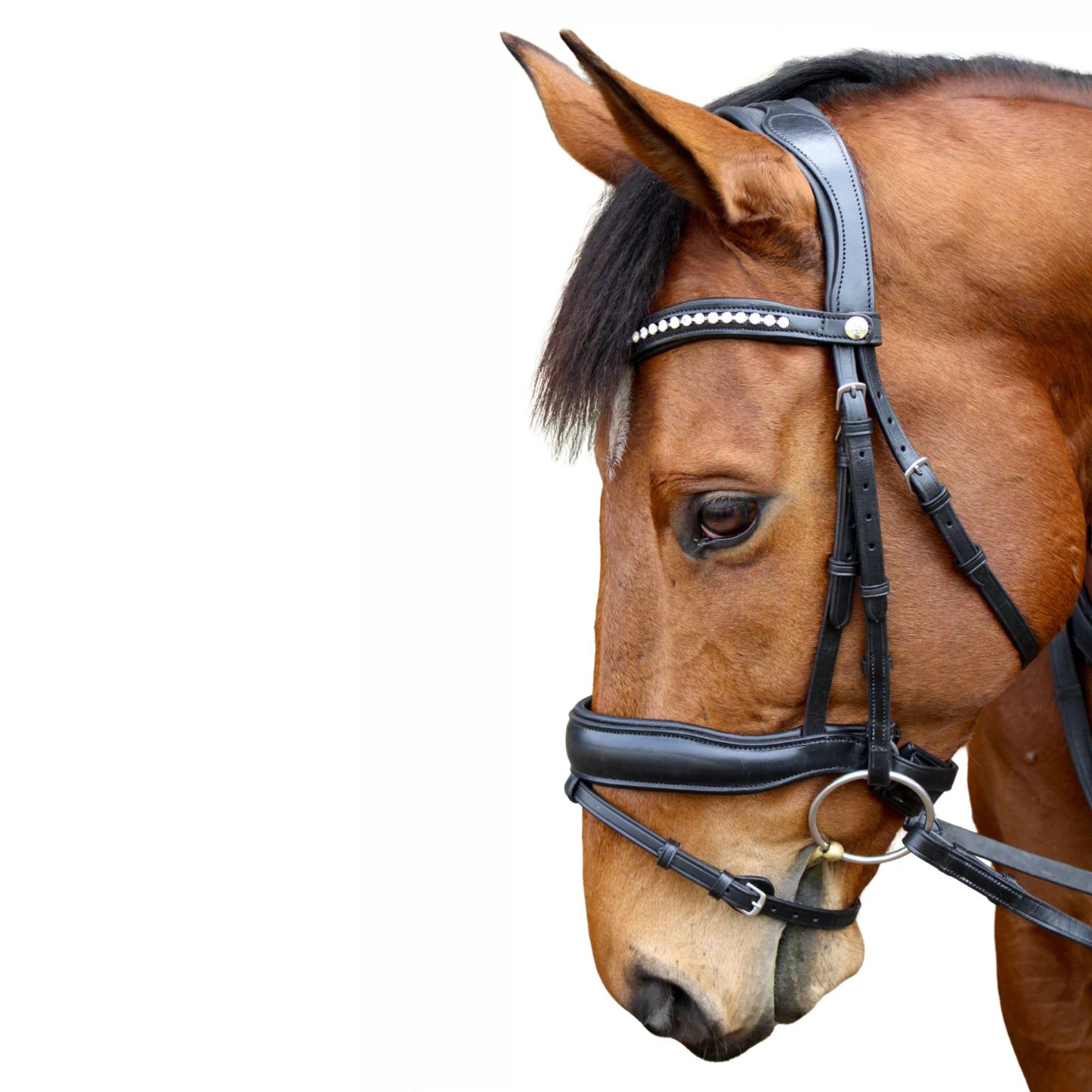 Saddle Co Star Hanoverian Bridle w Reins