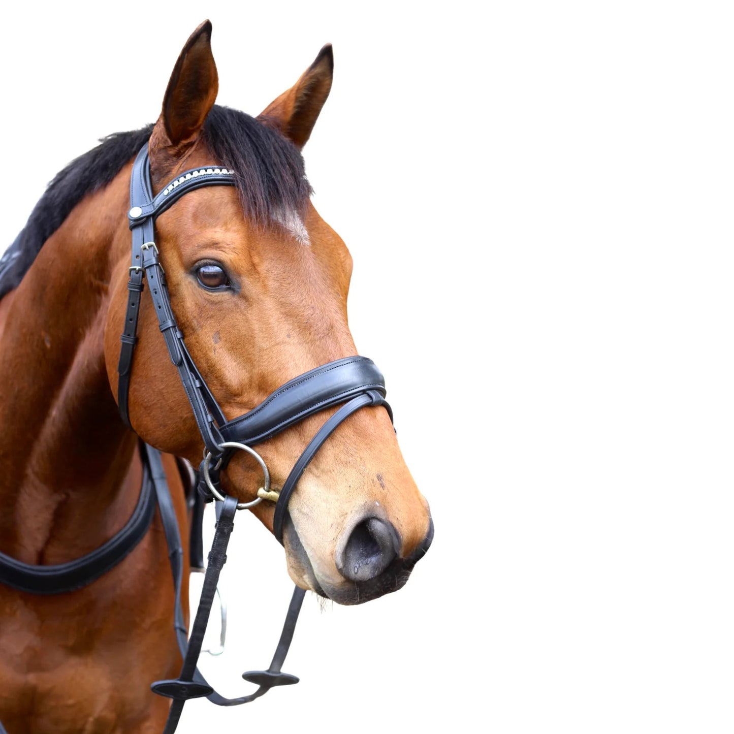 Saddle Co Star Hanoverian Bridle w Reins