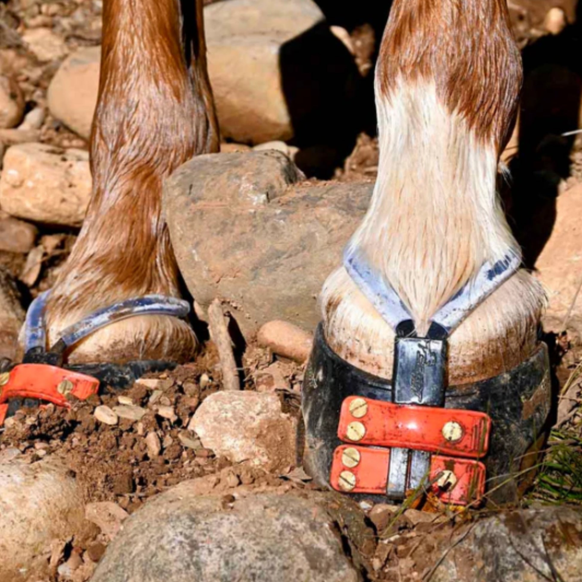 Scoot Boots Mud Straps - EQ Saddlery