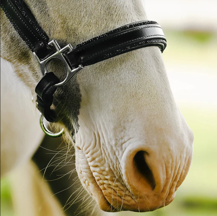 Lumi Pony Vegas Glitter Leather Halter - EQ Saddlery