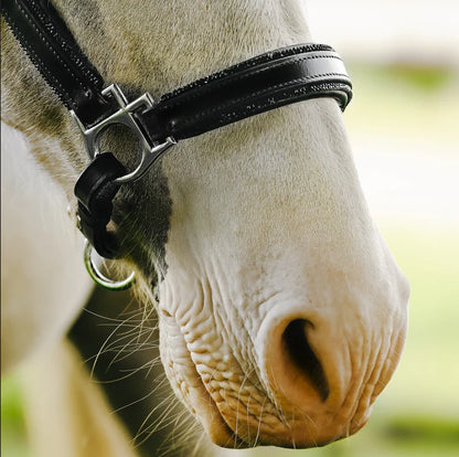Lumi Pony Vegas Glitter Leather Halter - EQ Saddlery