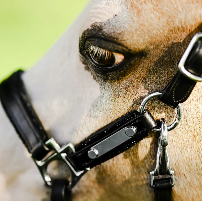 Lumi Pony Vegas Glitter Leather Halter - EQ Saddlery