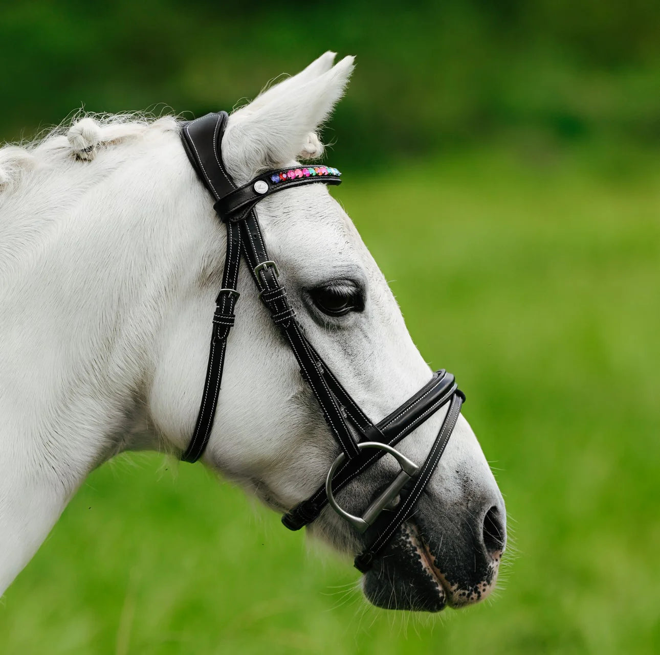 Lumi Pony Rainbow Bridle - EQ Saddlery