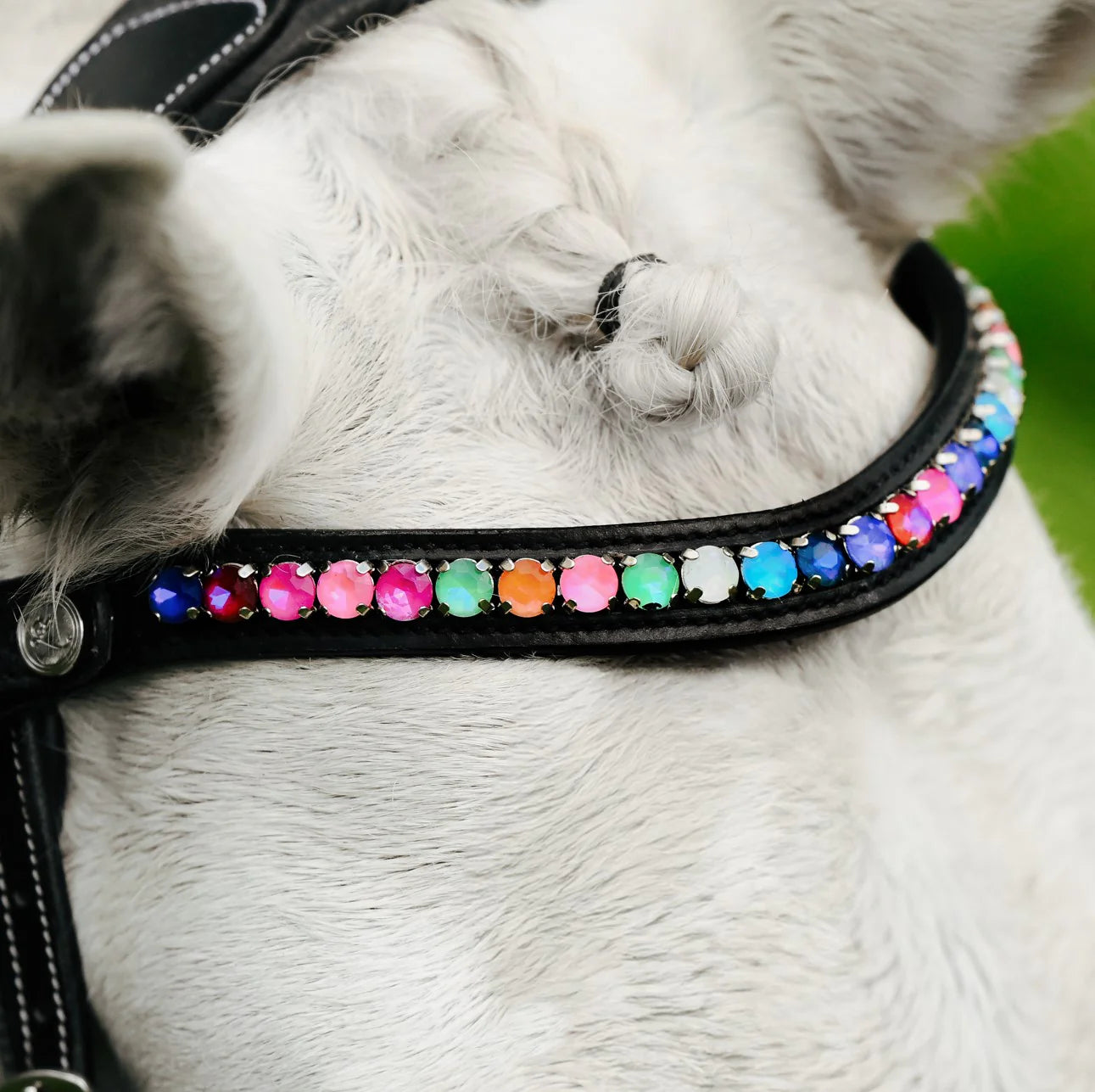 Lumi Pony Rainbow Bridle - EQ Saddlery