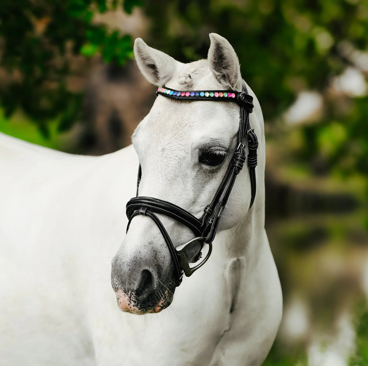 Lumi Pony Rainbow Bridle - EQ Saddlery
