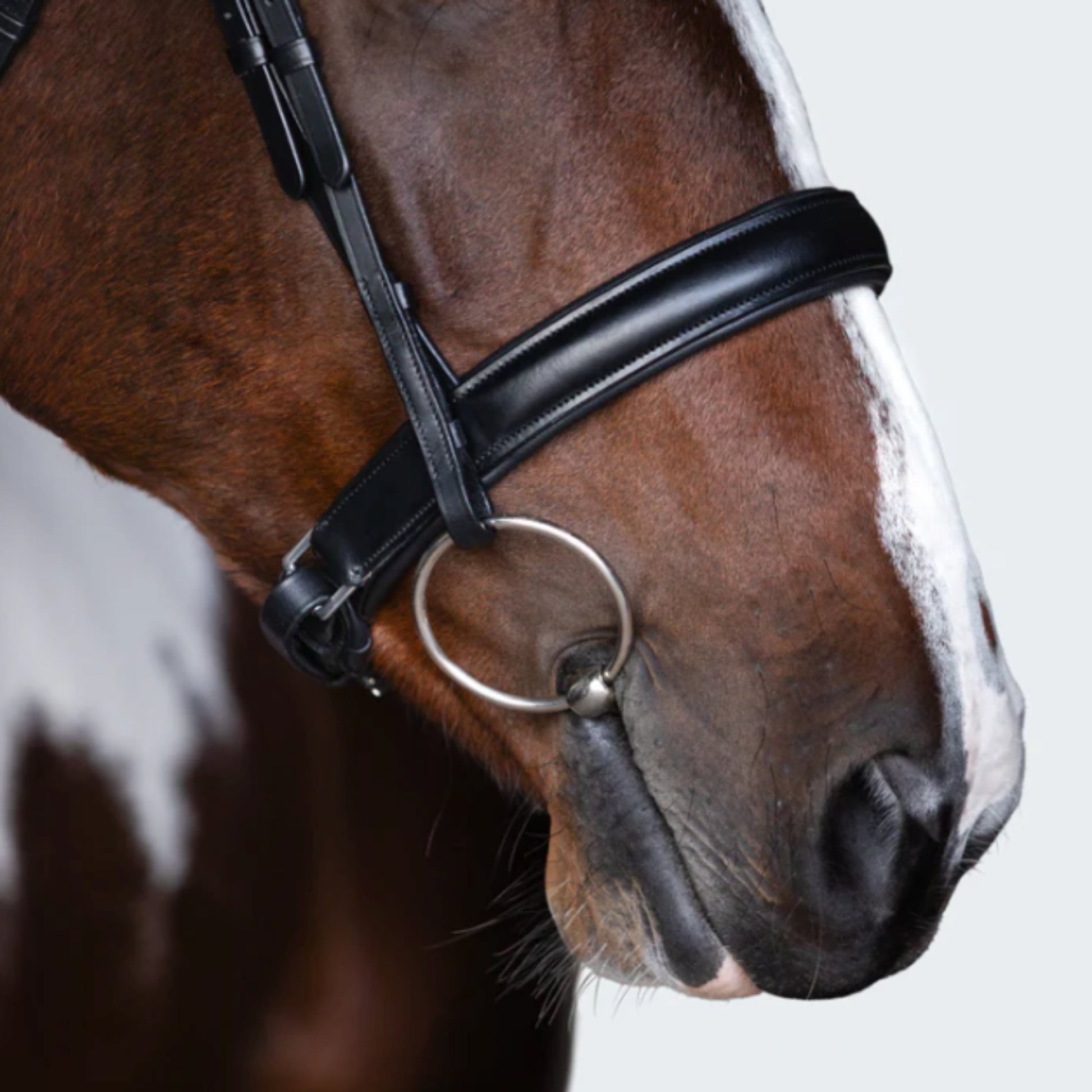 Lumiere Stella Cavesson Bridle - EQ Saddlery