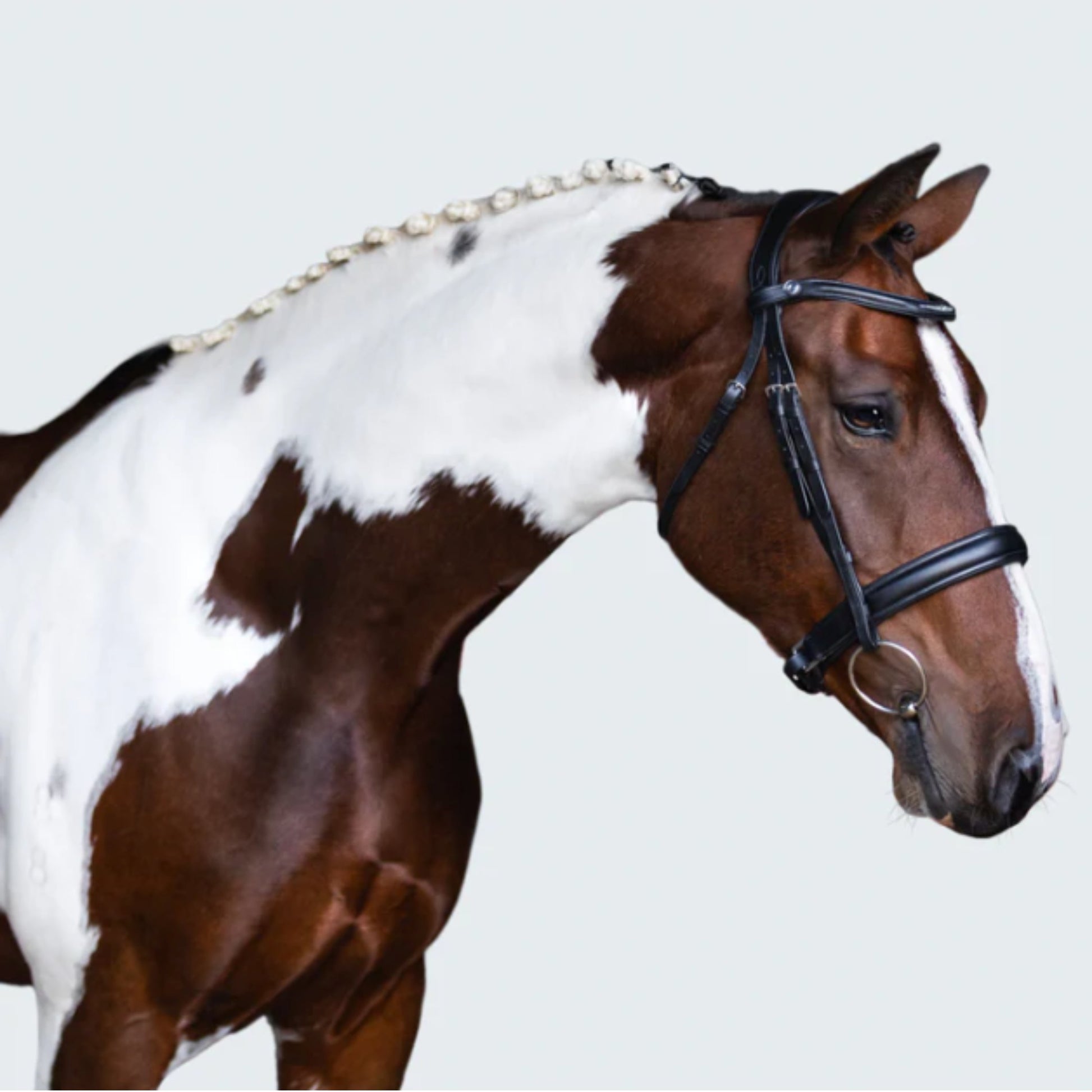Lumiere Stella Cavesson Bridle - EQ Saddlery