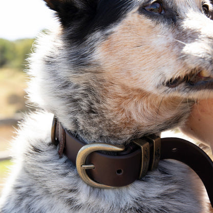 Thomas Cook Twin Keeper Dog Collar - EQ Saddlery