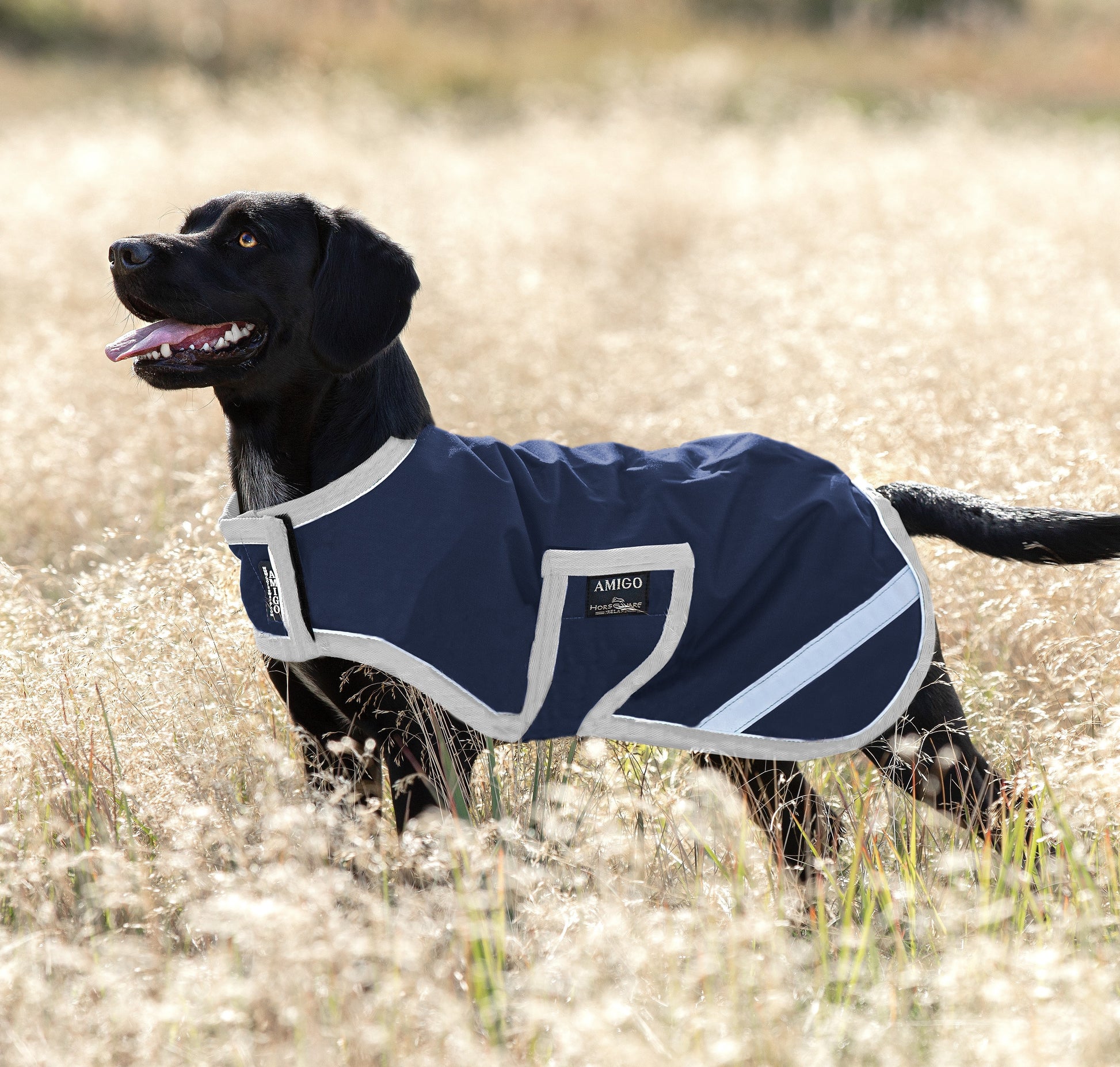 Amigo Dog Rug Ripstop - EQ Saddlery