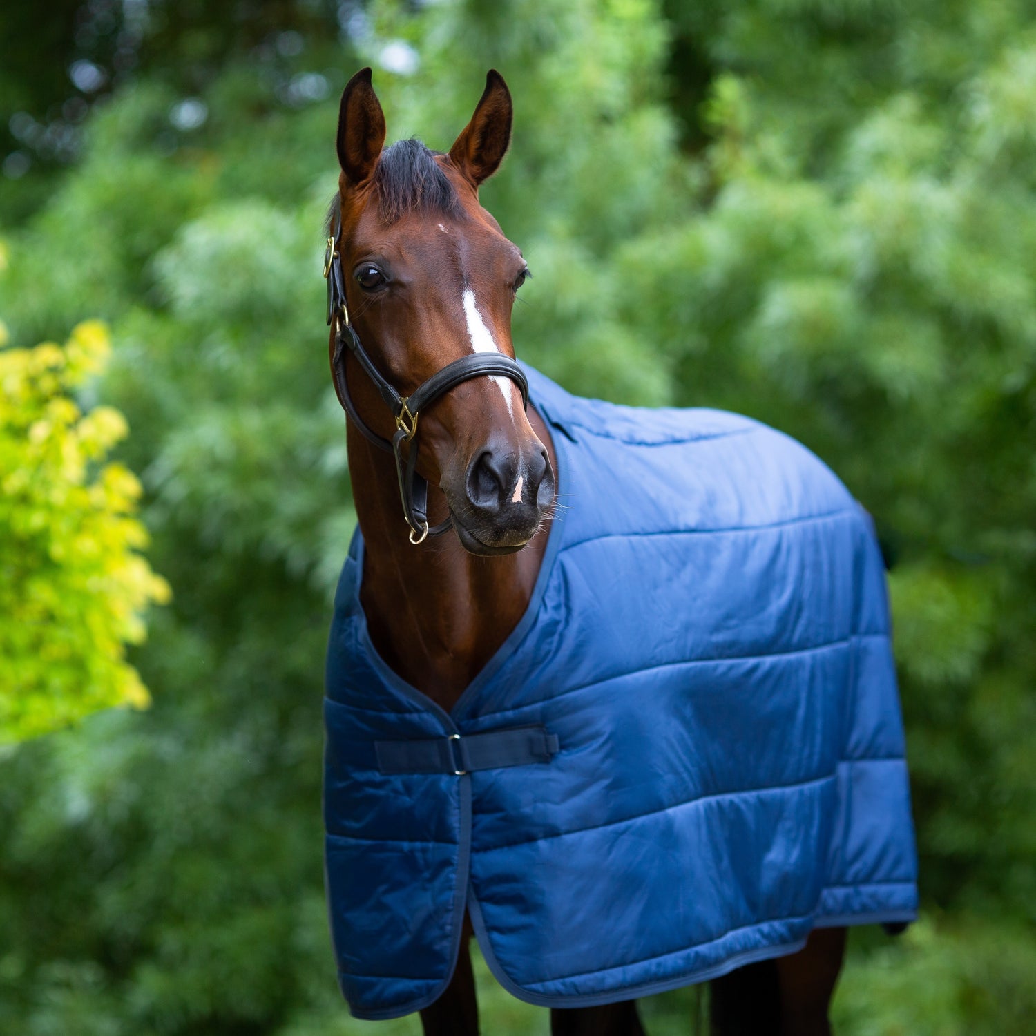 EQ Armour 100g Liner - EQ Saddlery