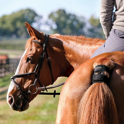 Garmin Blaze Equine Wellness System