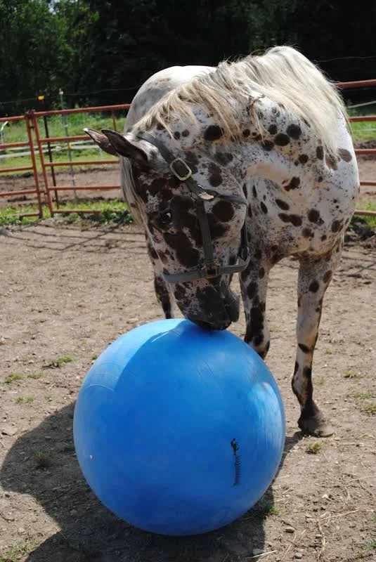 Jolly Mega Horse Ball and Cover Set