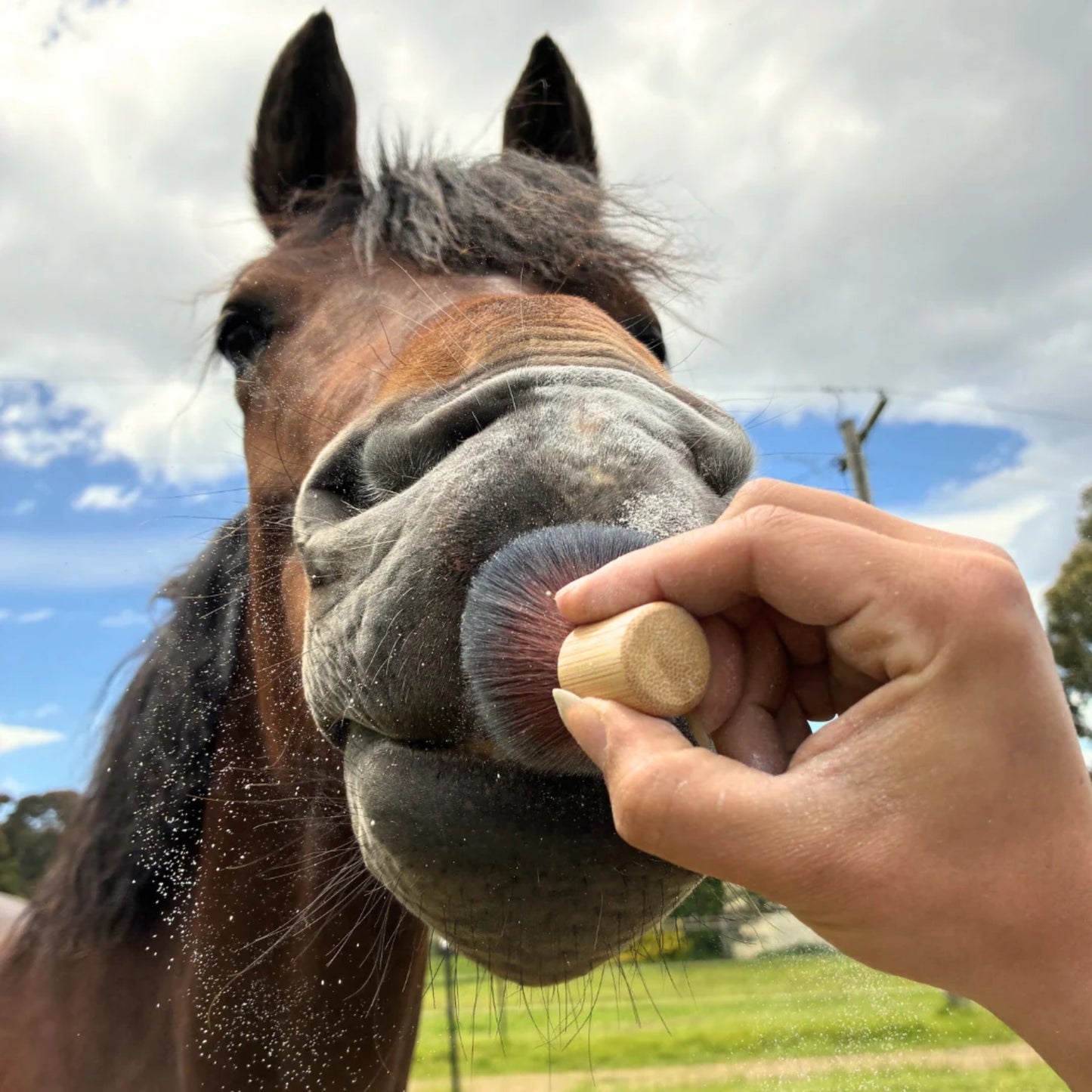 The Equid Apothecary Sun Dust