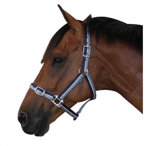 Derby Stripe Halter - EQ Saddlery