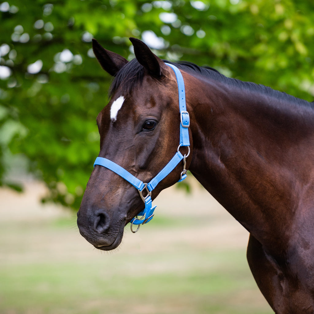 Rope Halters for Horses | EQ Saddlery