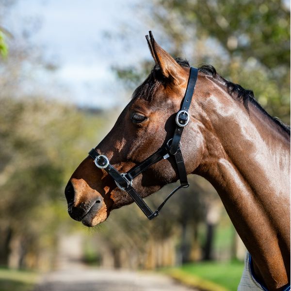 Devon PVC Headcollar