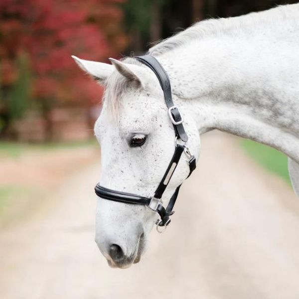 Lumiere Alize Halter