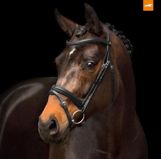 Schockemohle Tokyo Select Anatomical Bridle