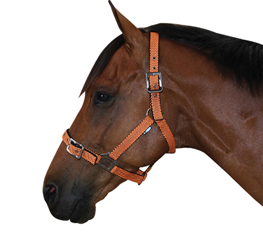 Derby Cross Cushion Halter - EQ Saddlery